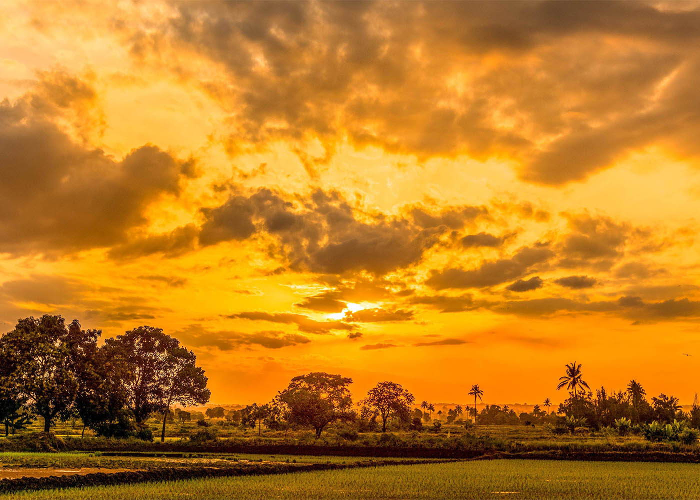 A sunset casts warm hues over a grassy field with trees, captured by Mirambo Paul.